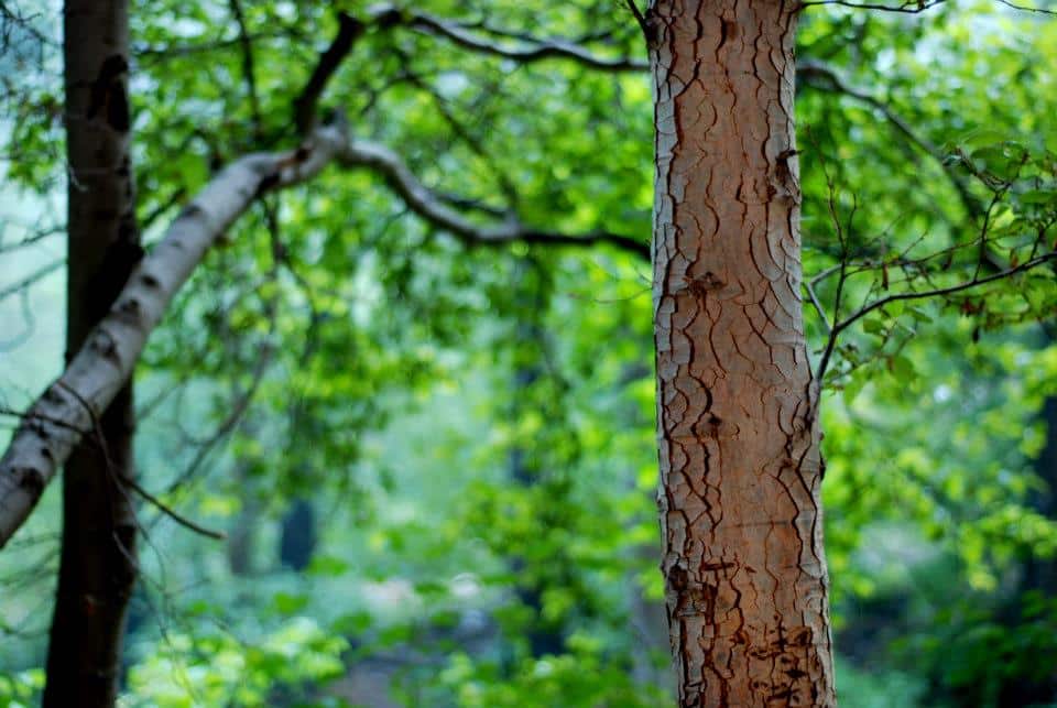 Up-close image of a tree in the forests around Flagstaff
